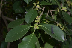 Ficus microcarpa